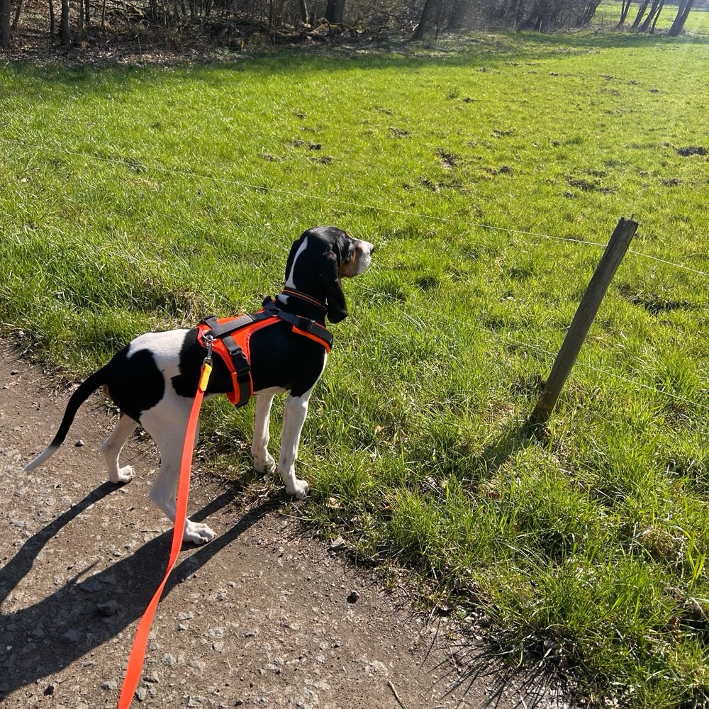 Hundetreffen-Neue Freunde für Archie-Profilbild