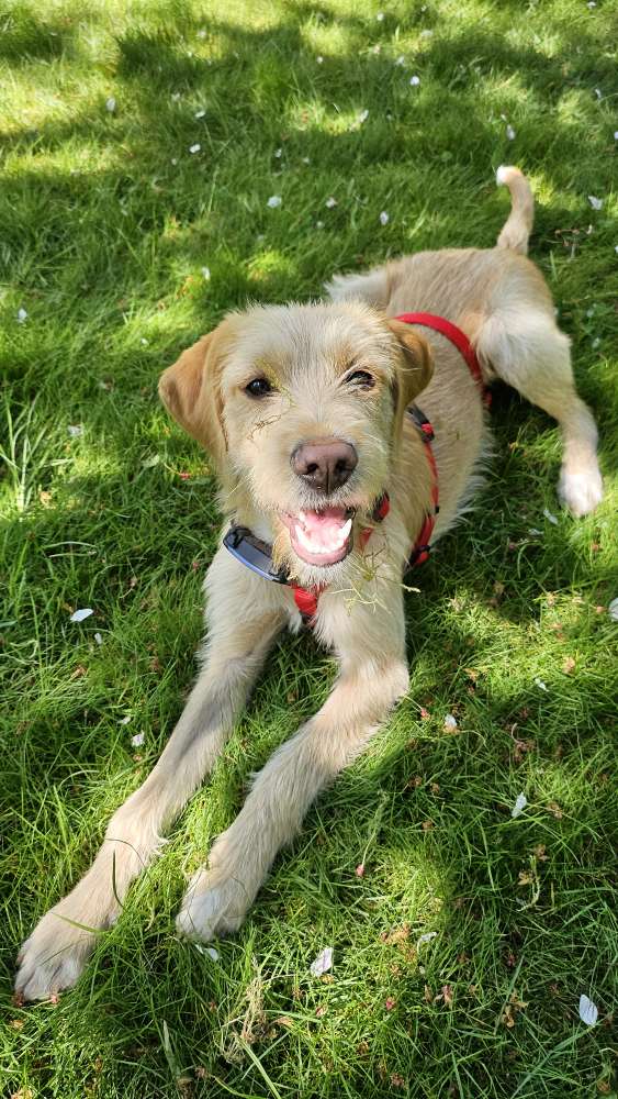 Hundetreffen-Gemeinsame Gassi- und Spielrunden-Profilbild