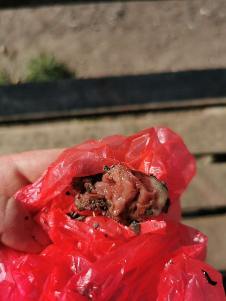 Giftköder-Rohes Fleisch-Profilbild