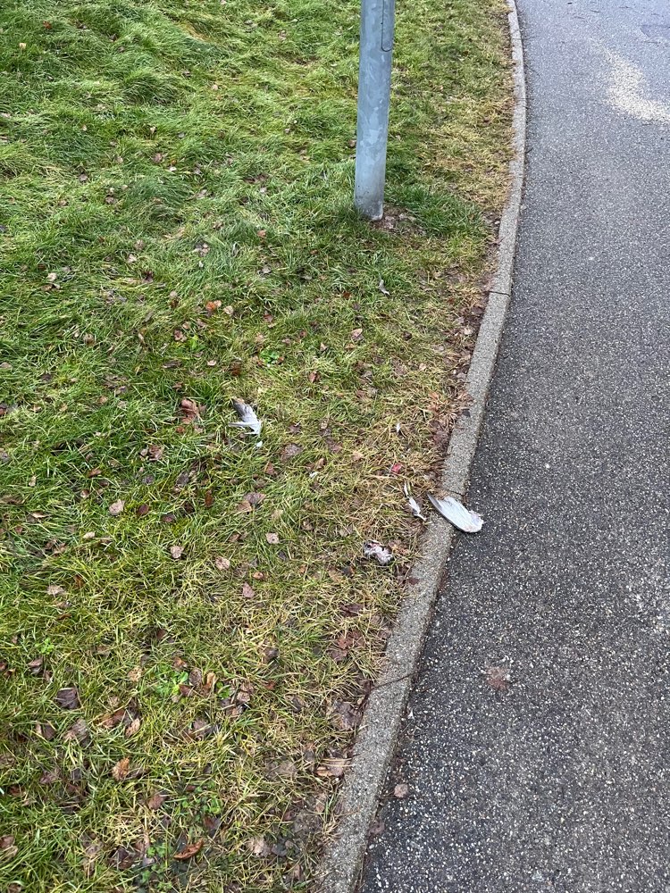 Giftköder-Teile von einem toten Vogel-Profilbild