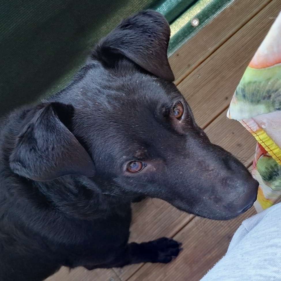 Hundetreffen-Freunde für Zvonko gesucht ♥️🐕-Profilbild