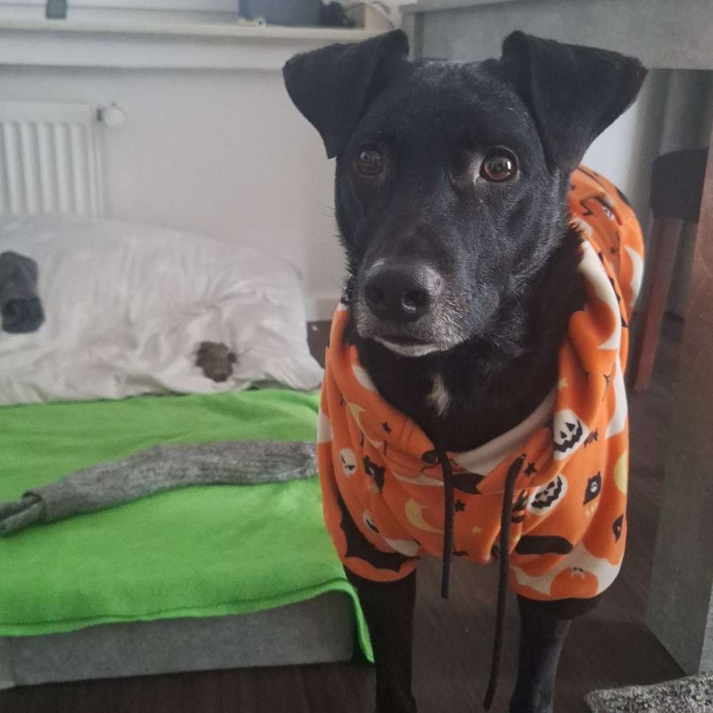 Hundetreffen-Gassi-Treffen-Profilbild