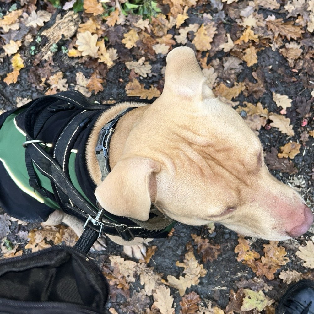 Hundetreffen-Trainings / Spielpartner-Profilbild