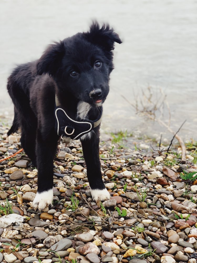 Hundetreffen-Spielpartner gesucht: Erwachsener souveräner Hund/Hündin-Profilbild