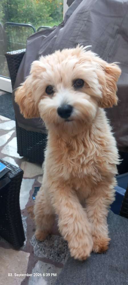 Hundetreffen-Gassirunden kleine Hunde Porz-Profilbild