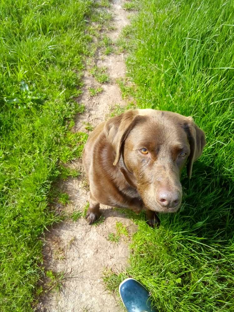 Hundetreffen-Spaziergang an der Nahe-Profilbild