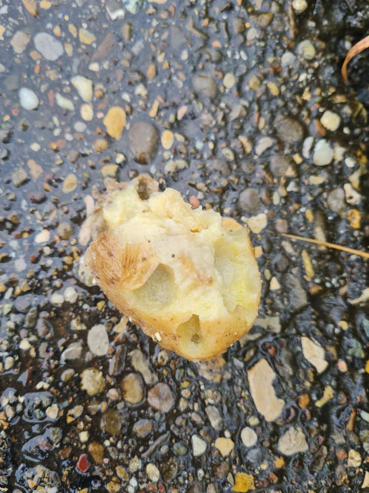 Giftköder-Weisser Klumpen-Profilbild