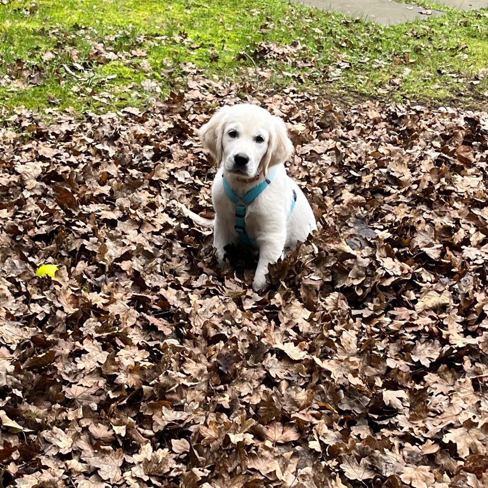 Hundetreffen-Spielgefährten gesucht (Golden Retriever 14 Wochen )-Profilbild