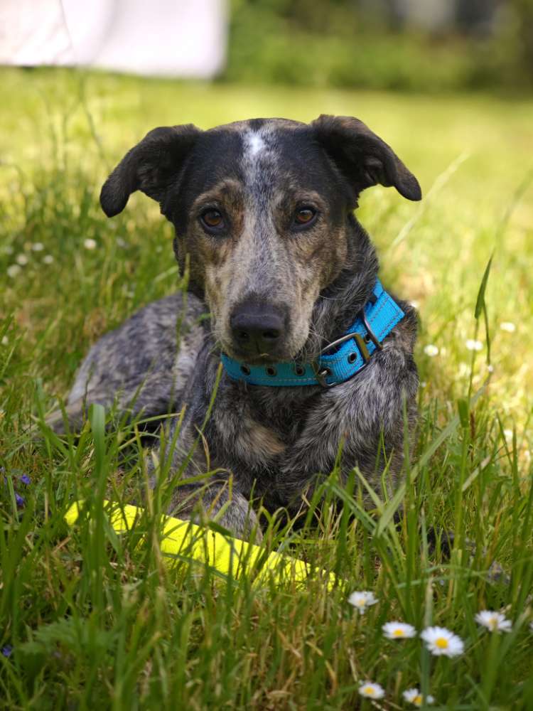 Hundetreffen-Gemütliche Spaziergänge für alle-Profilbild