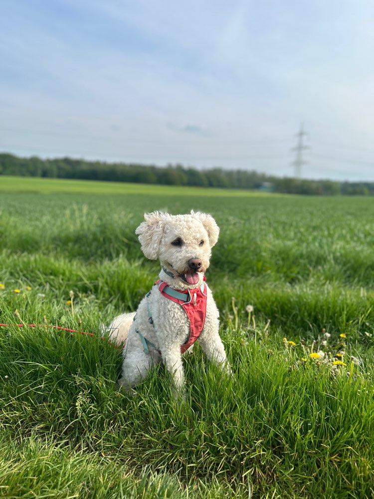 Hundetreffen-Hundefreunde gesucht-Profilbild