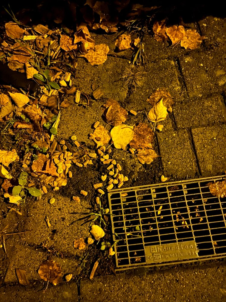 Giftköder-Hundekekse verteilt-Profilbild