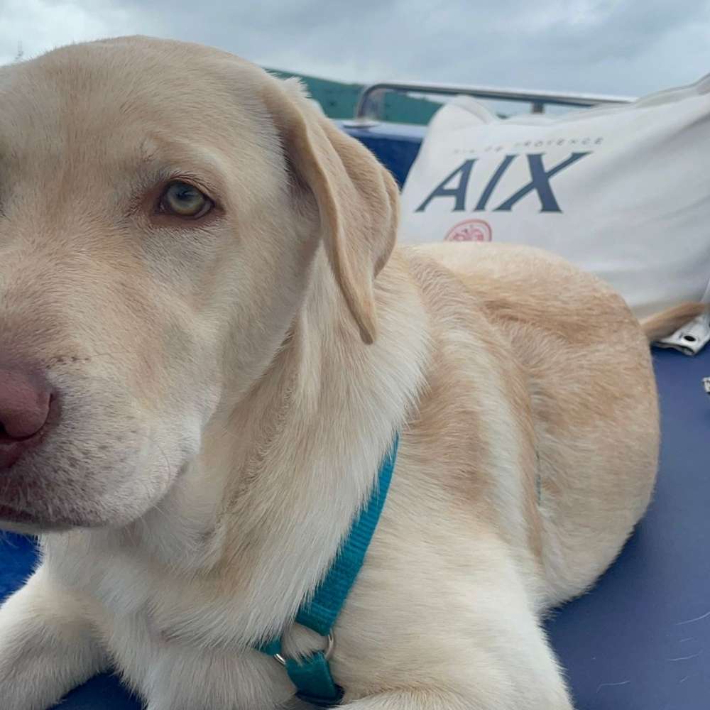 Hundetreffen-Gassirunde-Profilbild