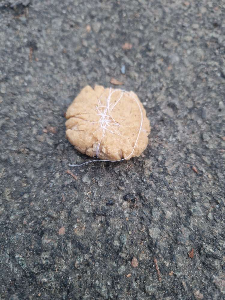 Giftköder-Köder-Profilbild