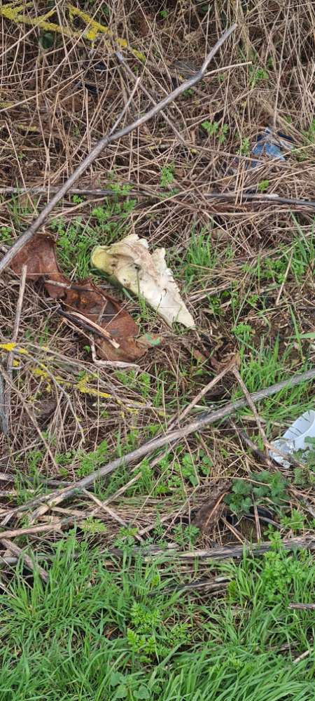 Giftköder-Tierschädel-Profilbild