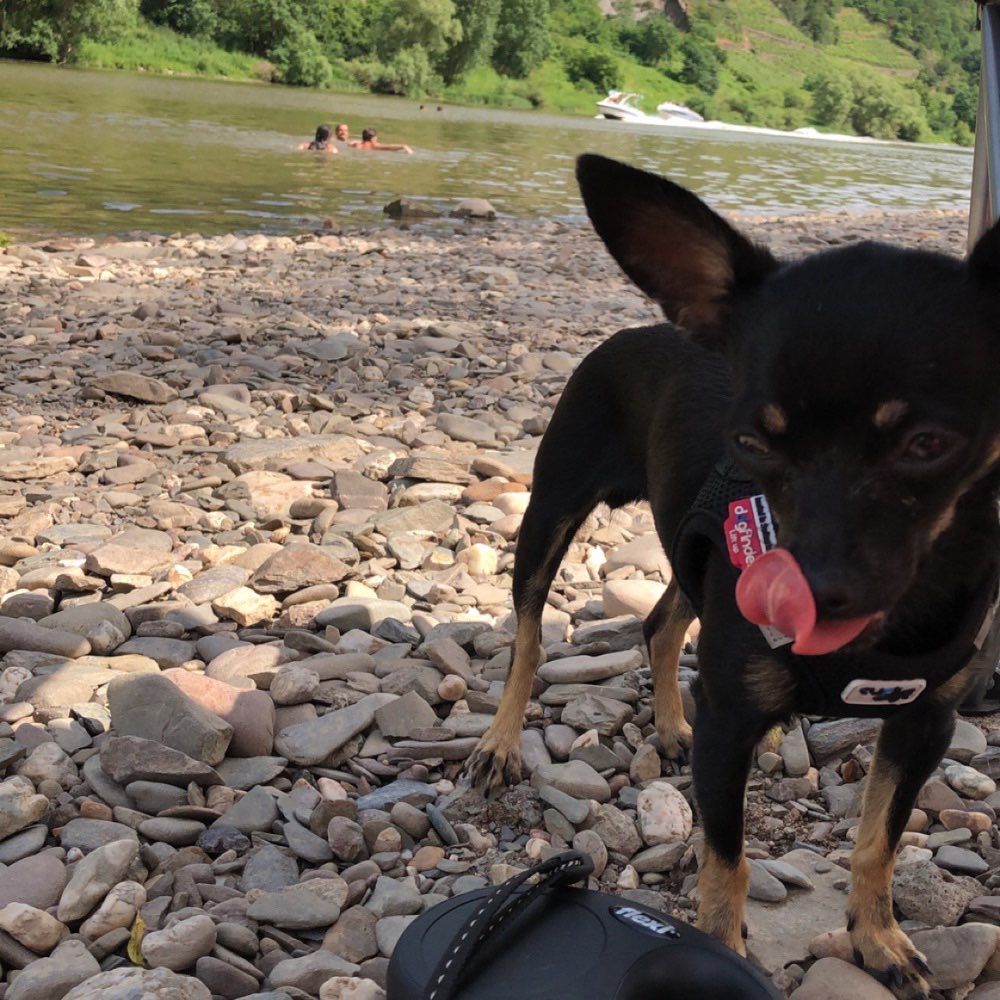 Hundetreffen-Soziale Kontakte-Profilbild