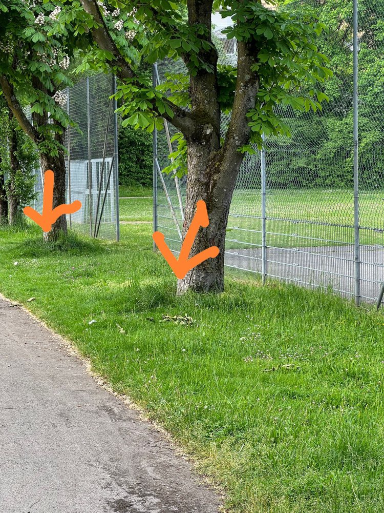 Giftköder-Ausgestreute und versteckte Leckerlies-Profilbild