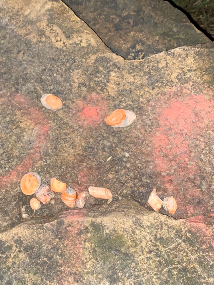 Giftköder-Giftköder-Profilbild