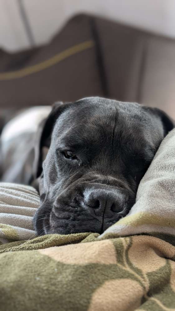 Hundetreffen-Yuffie sucht Spielgefährten-Profilbild