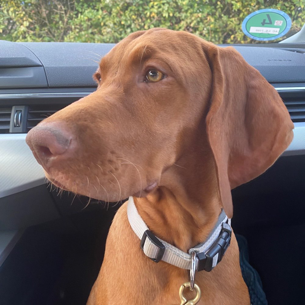 Hundetreffen-Treffen mit Freddie-Profilbild