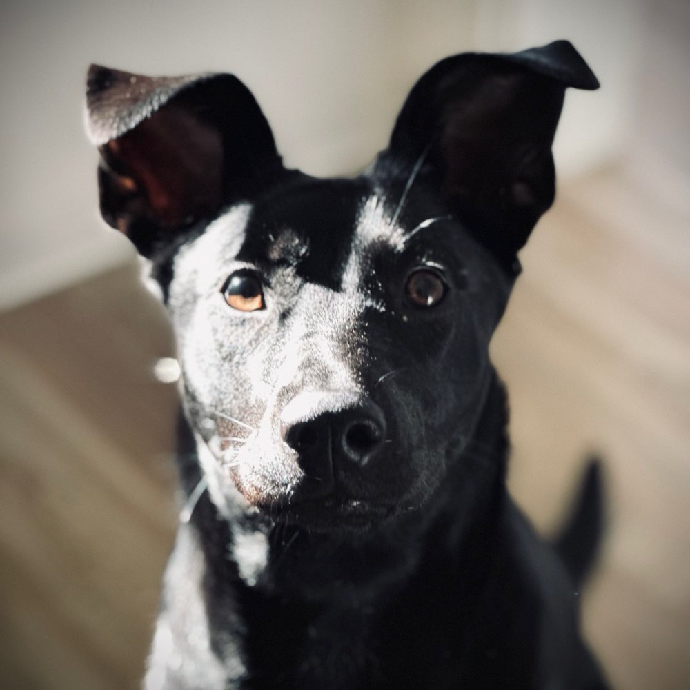 Hundetreffen-Hunde spielen lassen und etwas laufen gehen-Profilbild