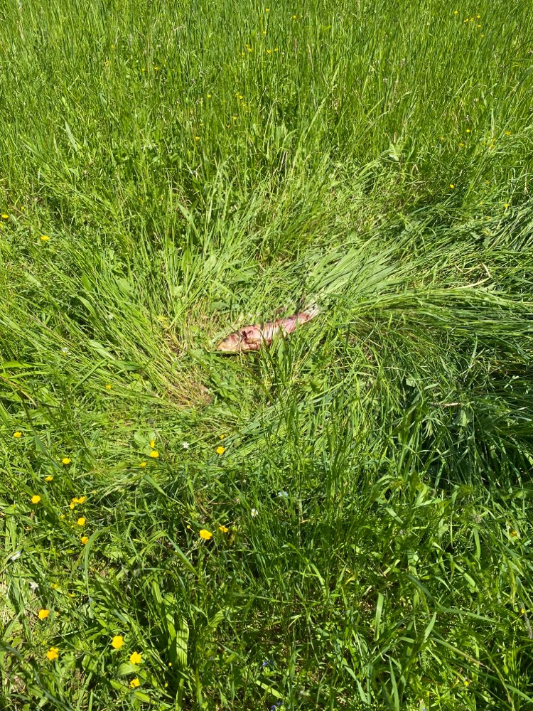 Giftköder-Fischkadaver-Profilbild