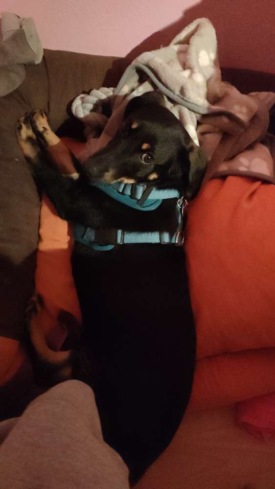 Hundetreffen-Junghund sucht Gassifreund oder Gassifreundin  in Berghausen-Profilbild