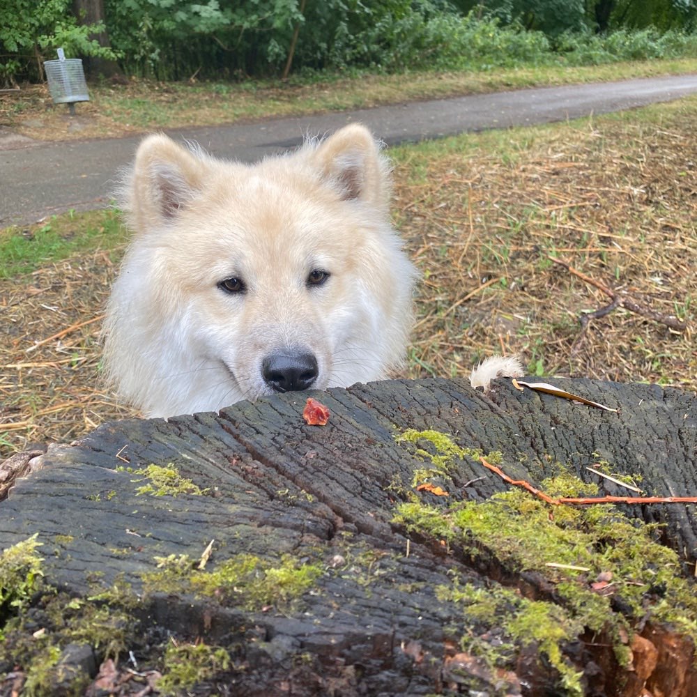Hundetreffen-Gassirunde Pentling ??-Profilbild