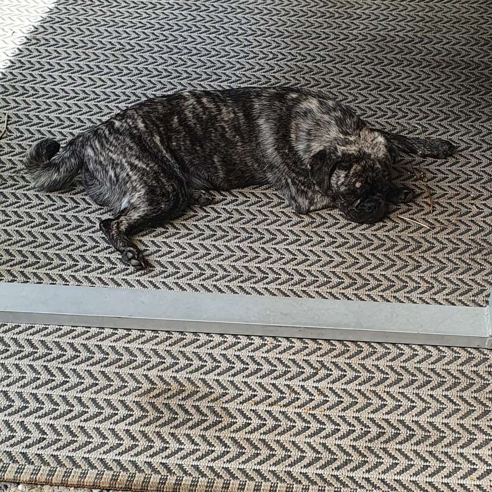 Hundetreffen-Gassirunde in Wolfratshausen-Profilbild