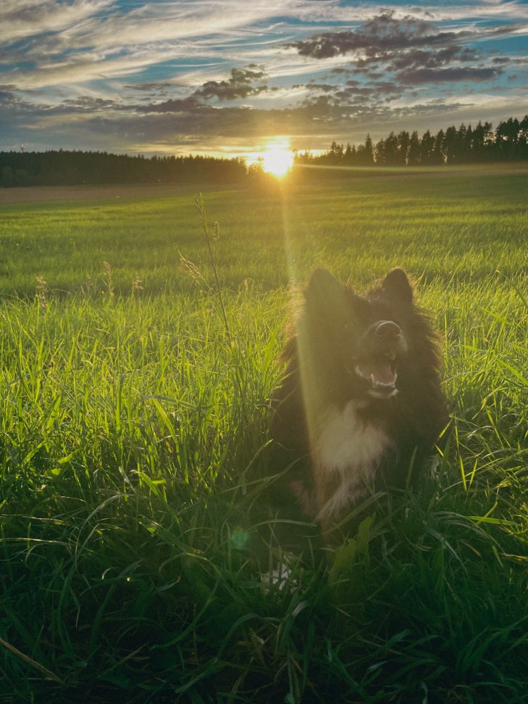 Hundetreffen-Social Work / Spielrunde-Profilbild