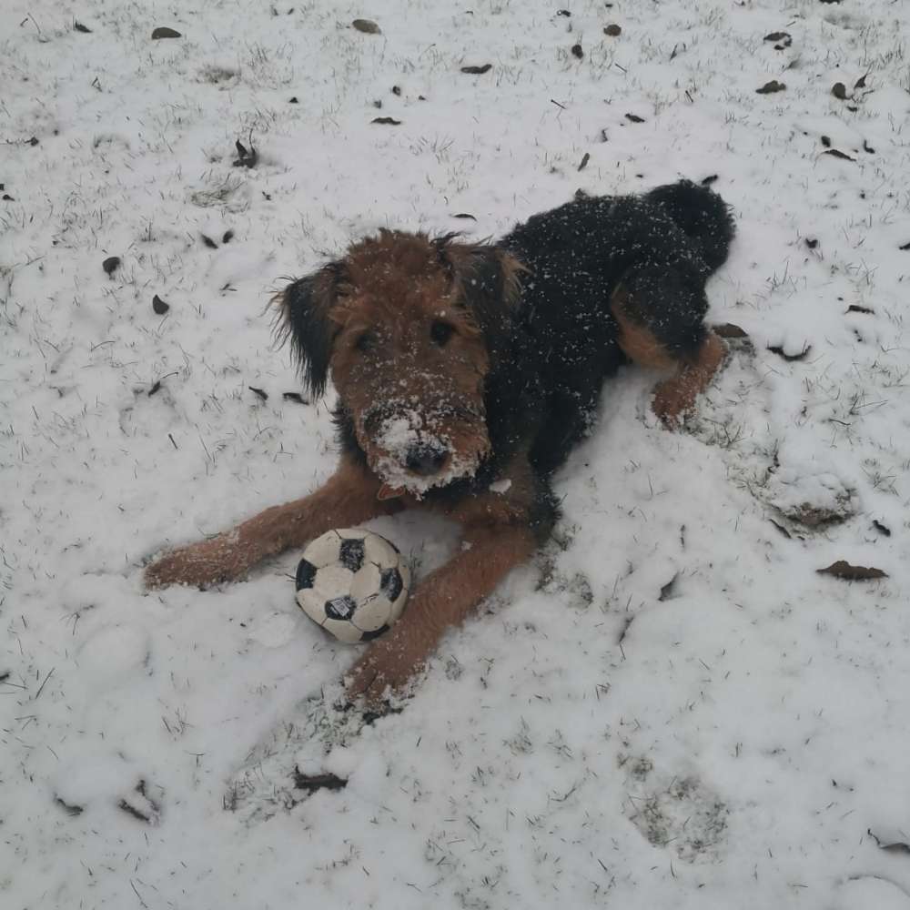 Hundetreffen-Spielrunde-Profilbild