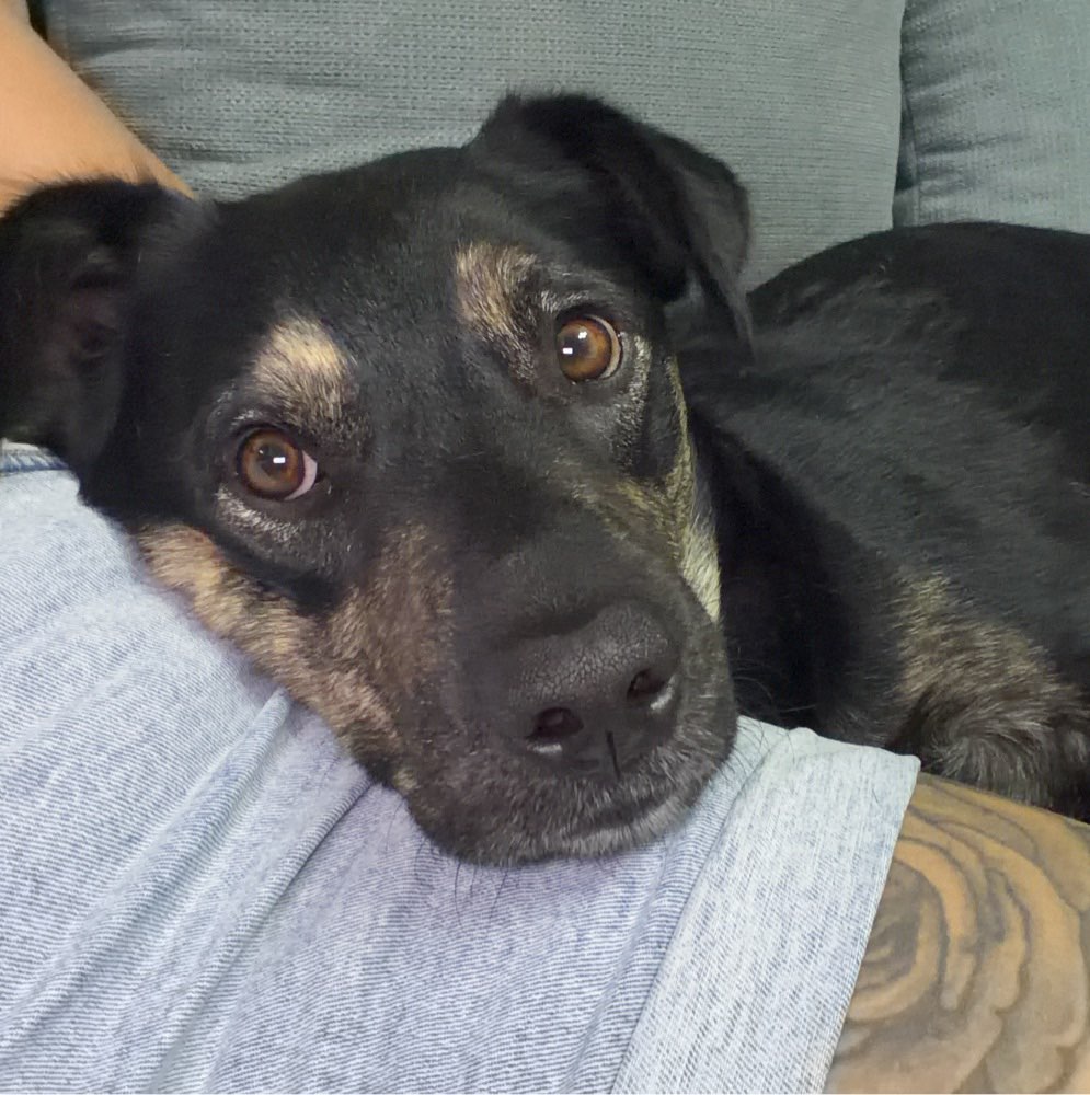 Hundetreffen-Hunde zum spielen gesucht-Profilbild