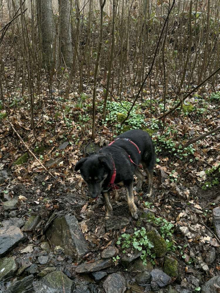Hundetreffen-Hundetreffen-Profilbild
