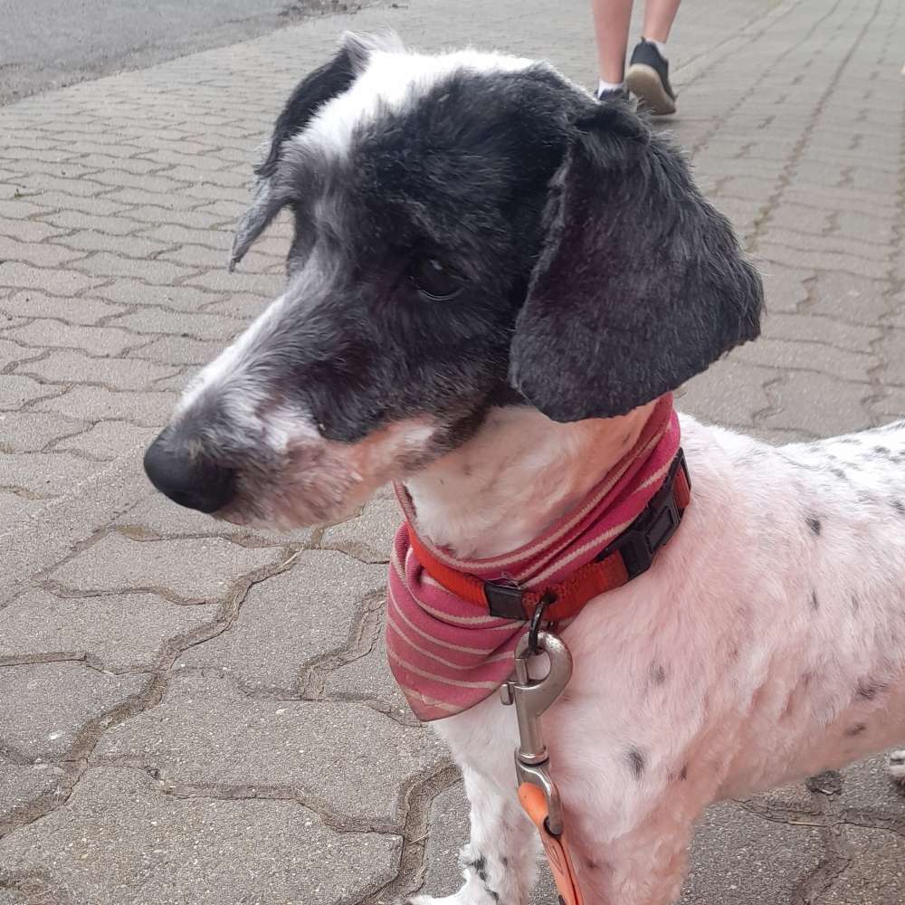 Hundetreffen-Eine gemeinsame gasierunde in der nähe von Sangerhausen-Profilbild