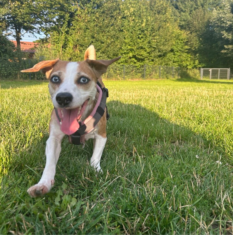 Hundetreffen-Hunde treffen-Profilbild