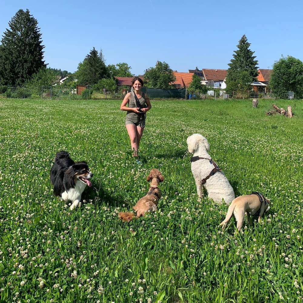Hundetreffen-Sozialkontakte unter professionellen Leitung-Profilbild