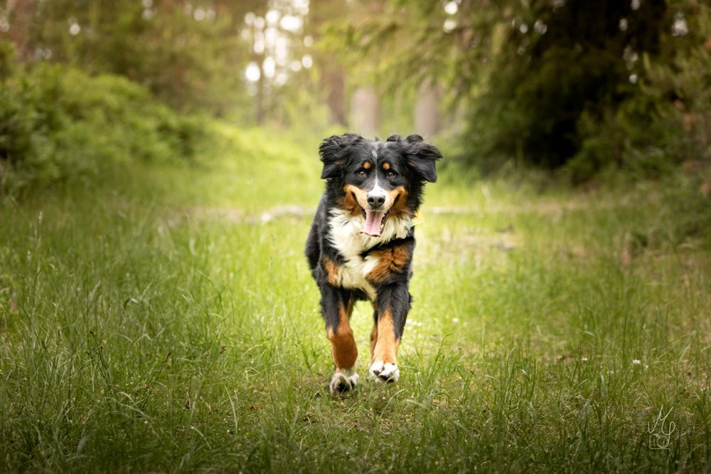Hundetreffen-Spiel- und Gassitreffen-Profilbild
