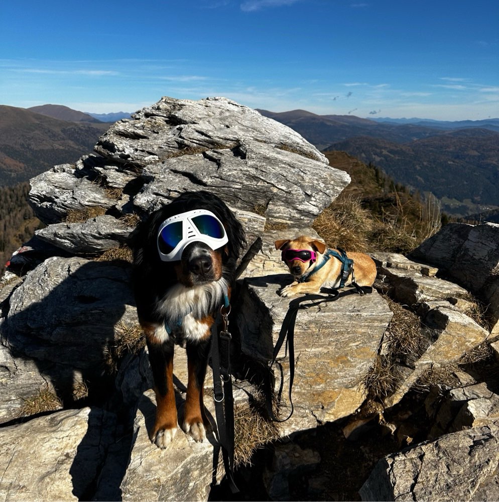 Hundetreffen-Gassi und Spielgruppe-Profilbild