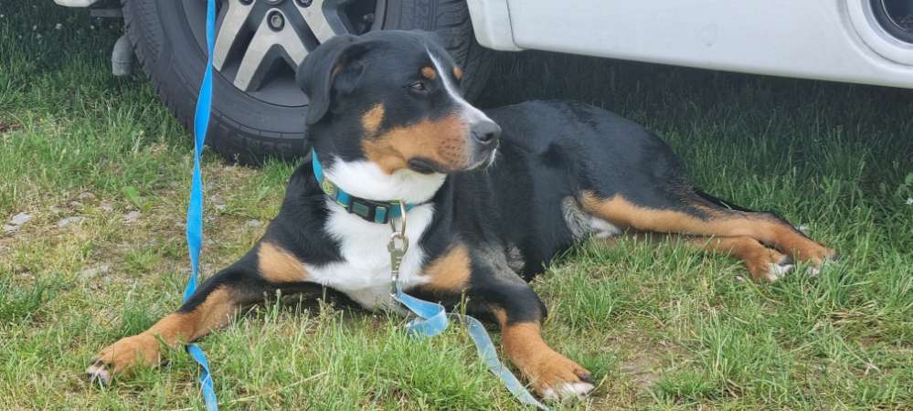 Hundetreffen-Gassirunde-Profilbild