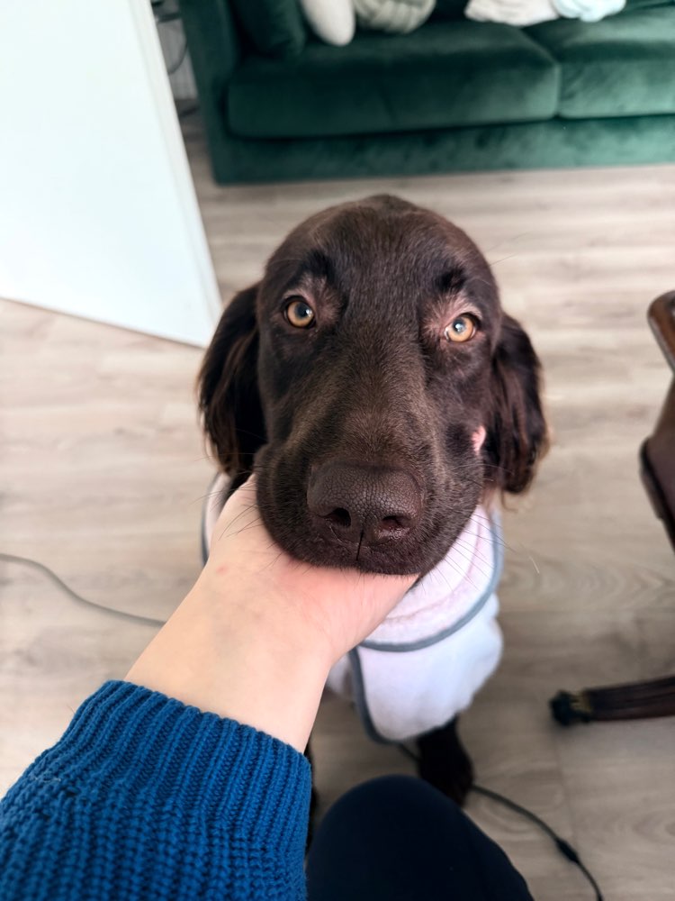 Hundetreffen-Gassi/Spiel Date Wachtendonk-Profilbild