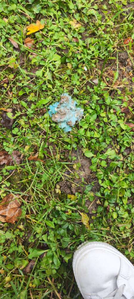 Giftköder-Giftköder-Profilbild