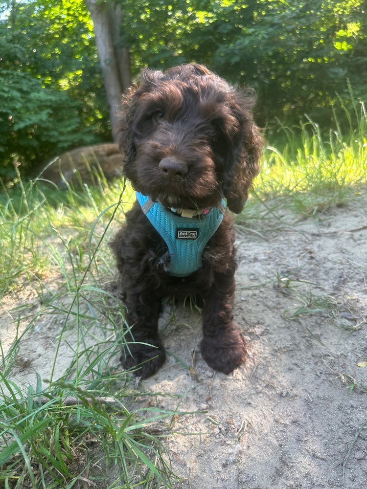 Hundetreffen-Welpentreffen und Wien & Niederösterreich-Profilbild
