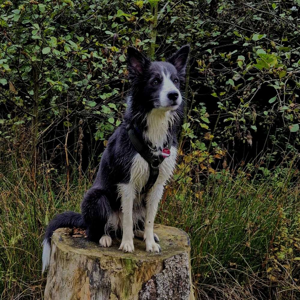 Hundetreffen-🐾 Mantrailing-Teams gesucht!-Profilbild