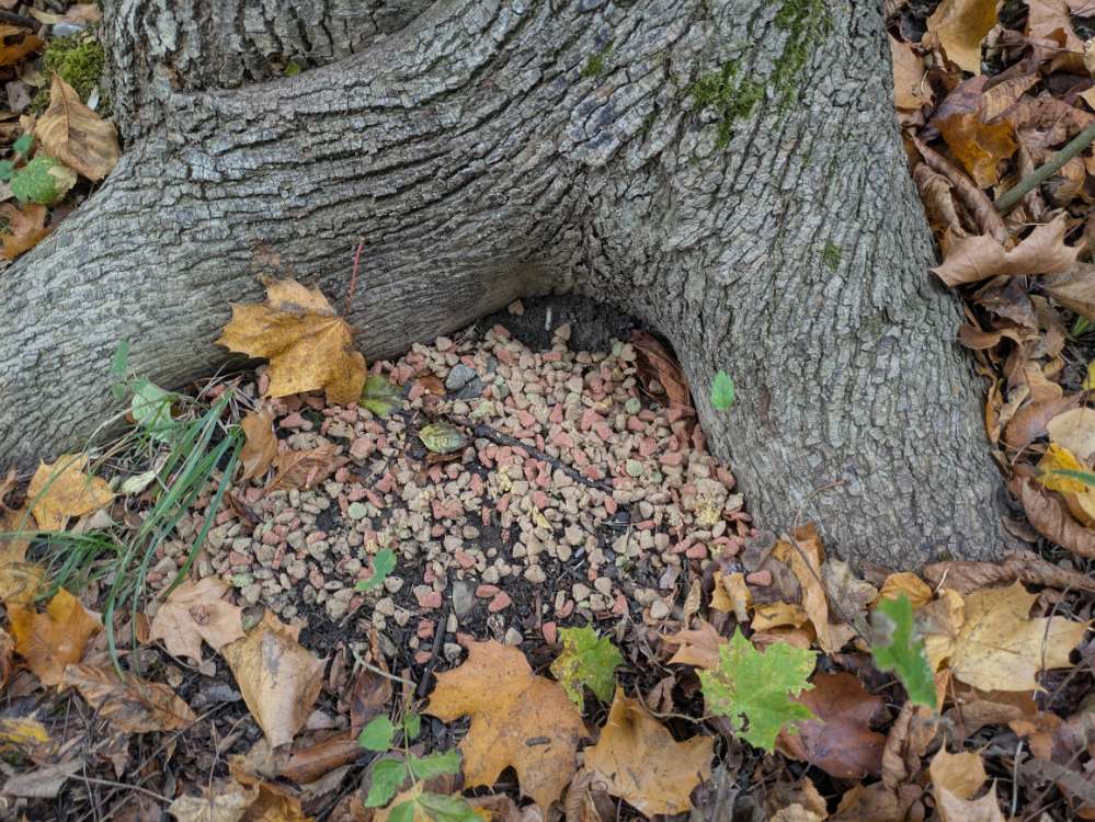 Giftköder-Eventuell Giftköder, 150m südlich auch-Profilbild