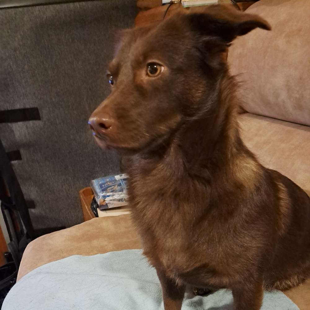 Hundetreffen-Spazieren gehen und spielen-Profilbild