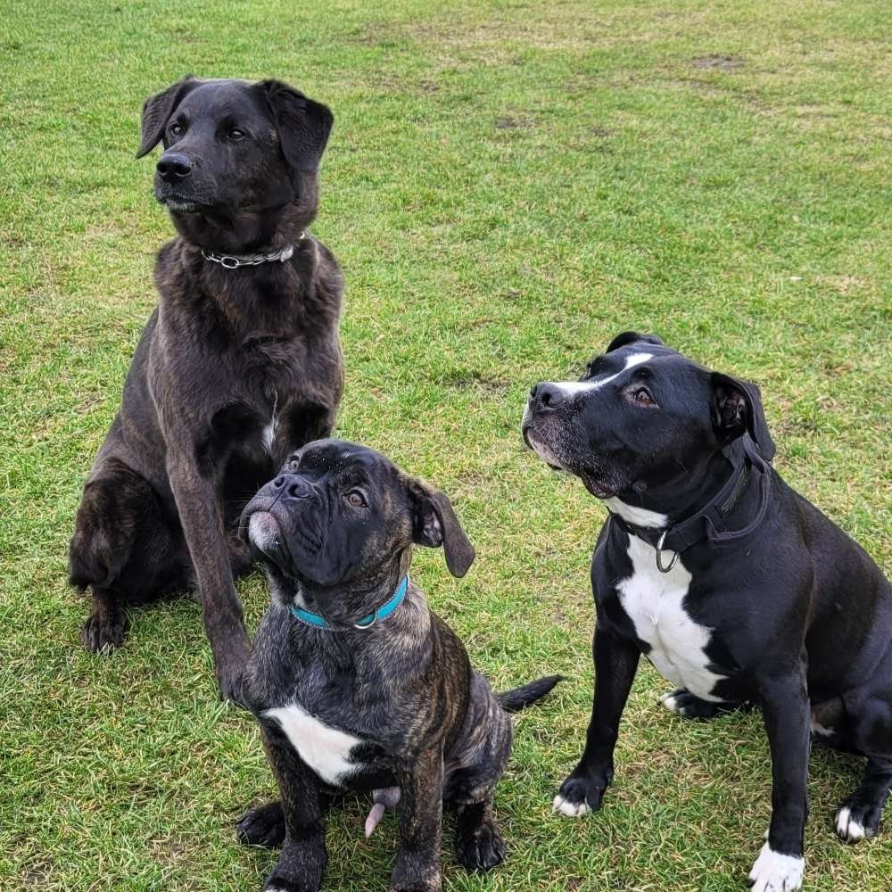 Hundetreffen-Schnupperstunde im Trainingskurs-Profilbild