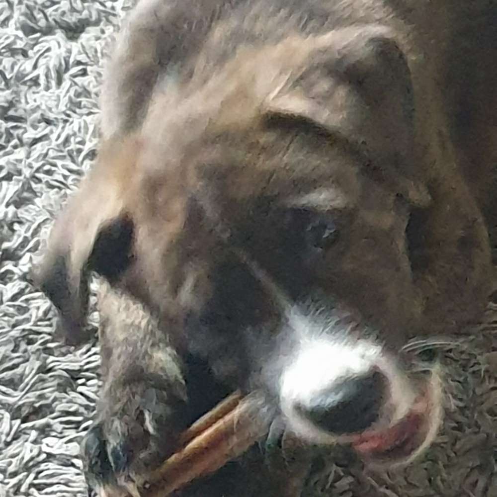 Hundetreffen-Heidenoldendorf-Profilbild