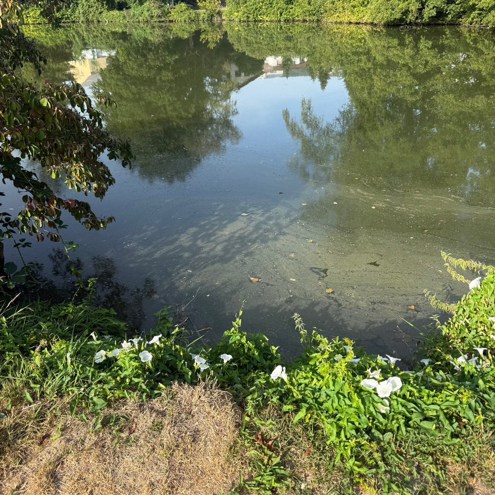 Giftköder-Blaualgen am Marmoriweiher-Profilbild