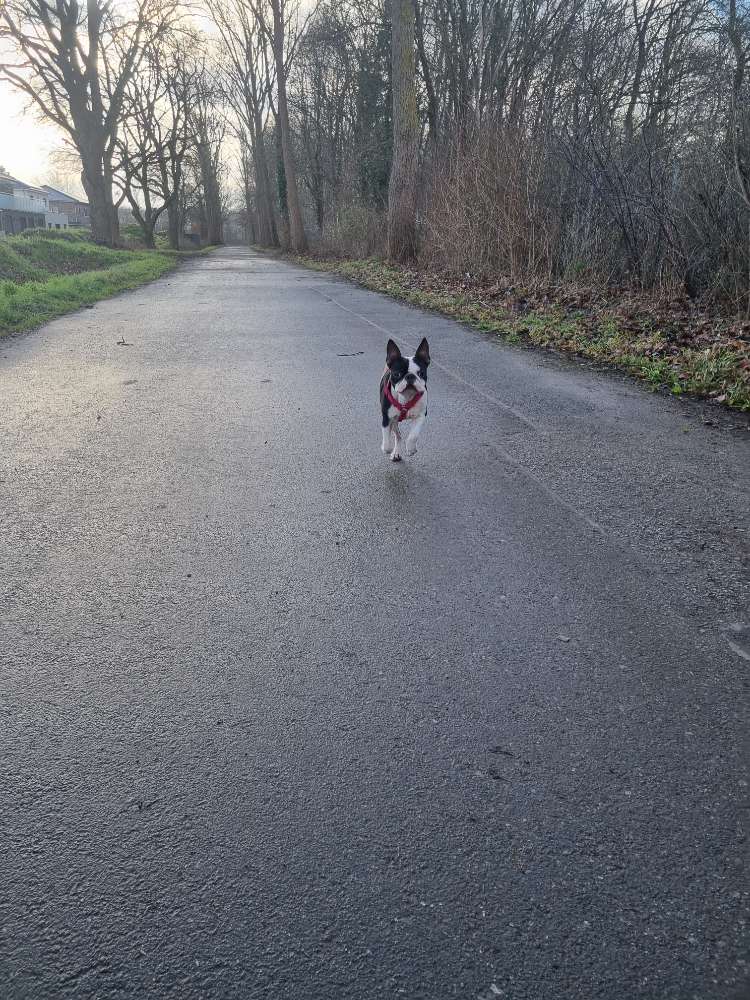 Hundetreffen-Hunde-Spiel-Treff-Profilbild