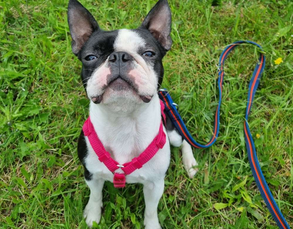 Hundetreffen-Spielen und Toben-Profilbild