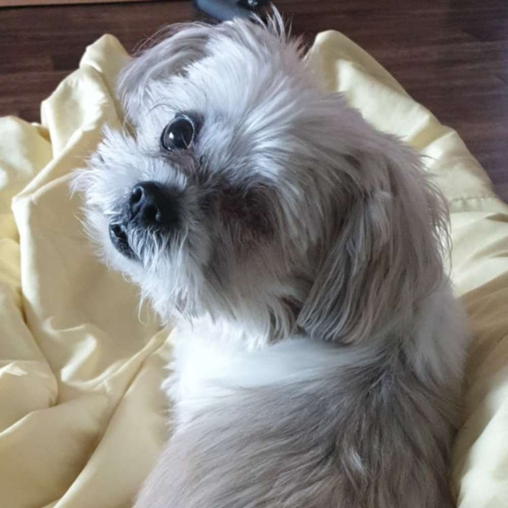 Hundetreffen-Ruhige Gassirunde mit Handicab-Hunden oder Senioren ab 10 J.-Profilbild